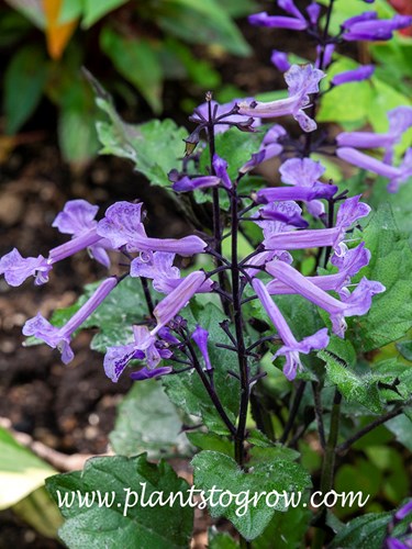 Velvet Elvis Swedish Ivy (Plectranthus)
Has very large lavender florets borne on a inflorescence called a raceme